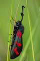 Five-spot Burnet Moth