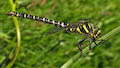 Golden-ringed Dragonfly