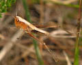 Grasshopper in Spider's Web