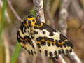 Magpie Moth