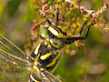 Golden-ringed Dragonfly