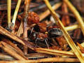 Wood Ant