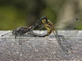 Highland Darters