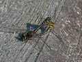 Highland Darters