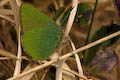 Green Hairstreak