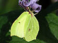 Brimestone Butterfly