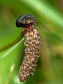 Leaf Beetle