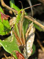 Green Grasshopper