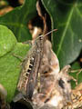 Field Grasshopper