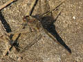 Female Ruddy Darter