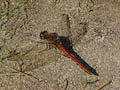 Male Ruddy Darter