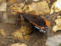 Red Admiral Butterfly