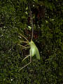 Great Green Bush-Cricket