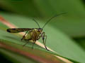 Scorpion Fly