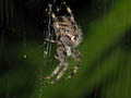 Garden Spider