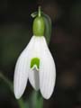 Snowdrop