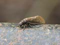 Alderfly