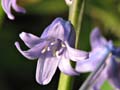 Bluebell