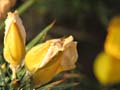 Aphid on Gorse