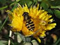 Hoverfly