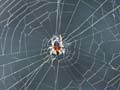 Spider's Web