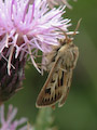 Moth