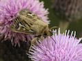 Moth