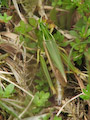 Grasshopper