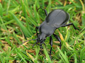 Beetle