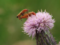 Soldier Beetles