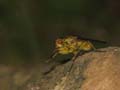 Fly
