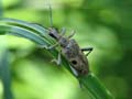 Pea Weevil
