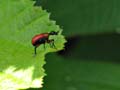 Lily Beetle