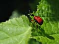 Lily Beetle