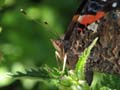 Red Admiral Butterfly