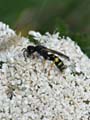 Wasp