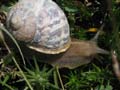 Snail