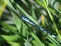 Blue Damselfly