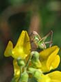 Grasshopper