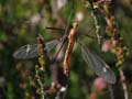 Cranefly