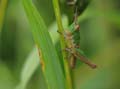 Grasshopper
