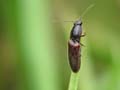 Click Beetle