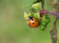 Ladybird