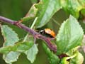 Ladybird