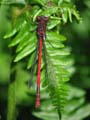 Large Red Damselfly