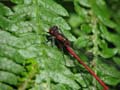 Large Red Damselfly