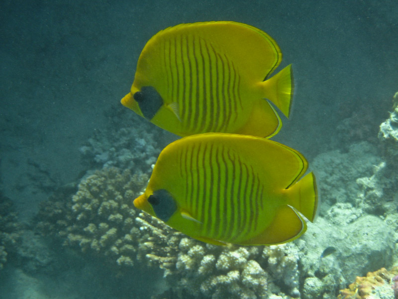Masked Butterflyfish