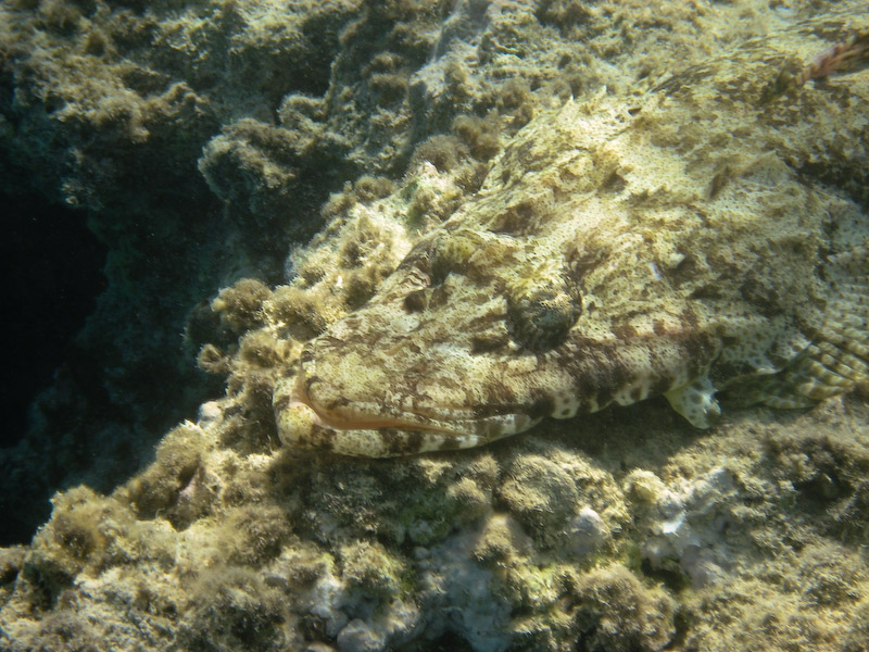 Crocodilefish