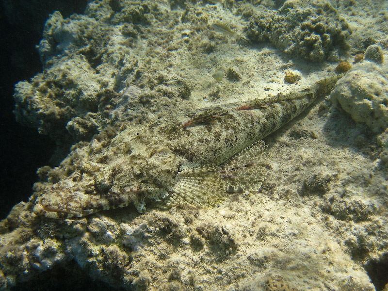 Crocodilefish