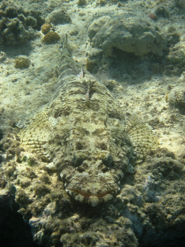 Crocodilefish